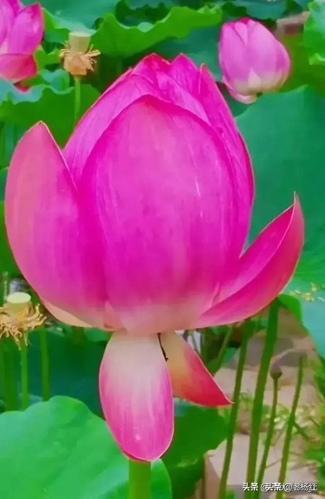 在婆家地位是自己争取的还是别人给的？