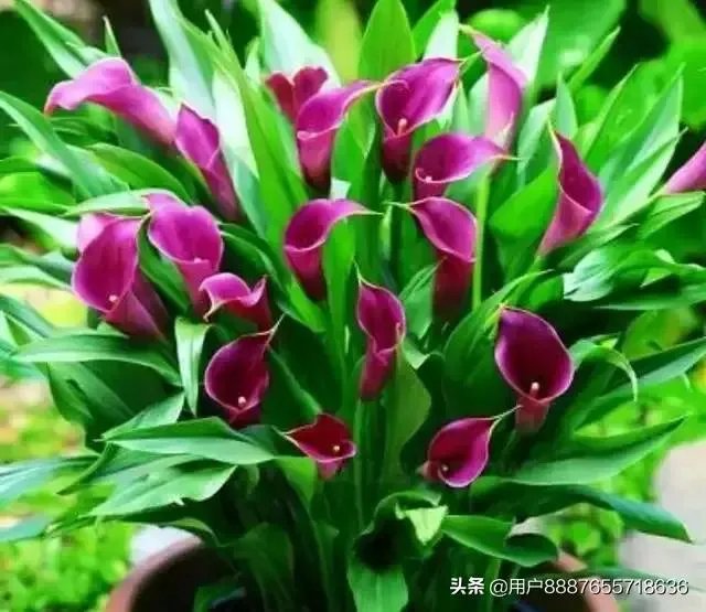 范军来了以后《梨园春》变好了还是变坏了？