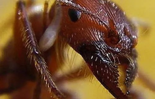 世界上最毒的虫子