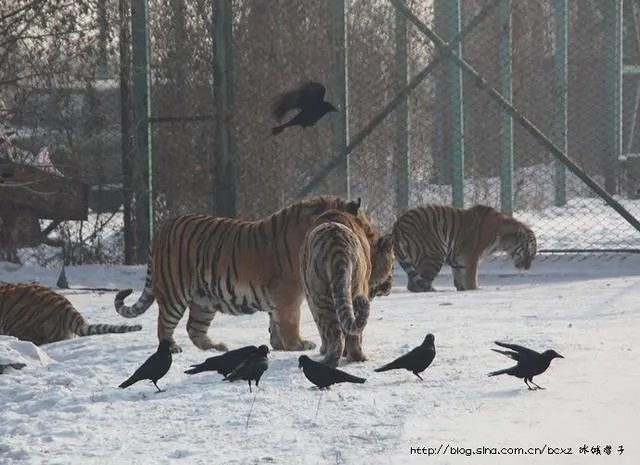 哈尔滨的东北虎林园好玩吗？