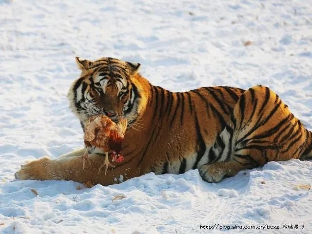 哈尔滨的东北虎林园好玩吗？