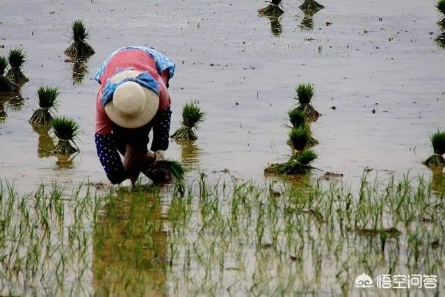 关于农业生产的俗语有哪些？