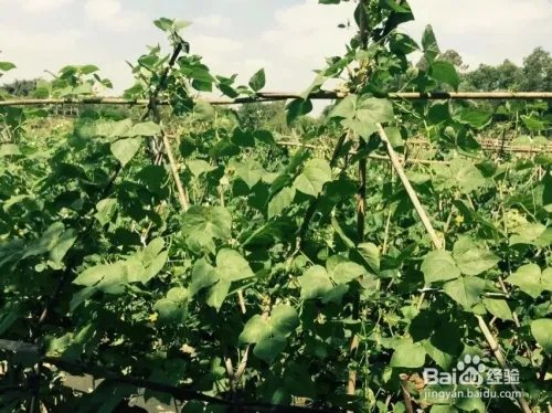 深圳观澜版画村怎么去，好不好玩？