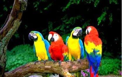 世界上最大的鹦鹉是怎么排名的？鹦鹉体型最大可达到多少？