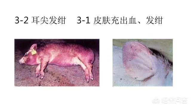 国内突发非洲猪瘟疫情，养殖户该如何诊断确诊非洲猪瘟？