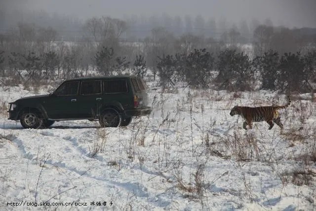 哈尔滨的东北虎林园好玩吗？