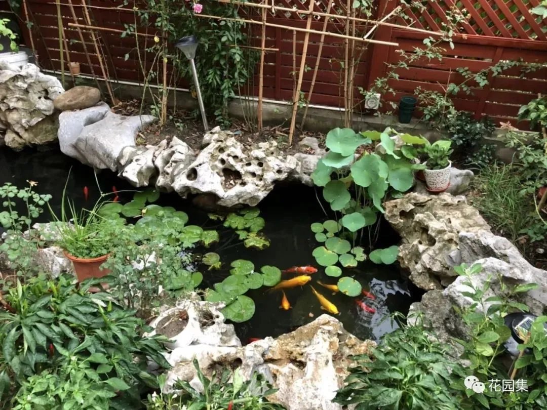 纯天然庭院鱼池打造攻略，生态、省心又实惠！赶紧收藏