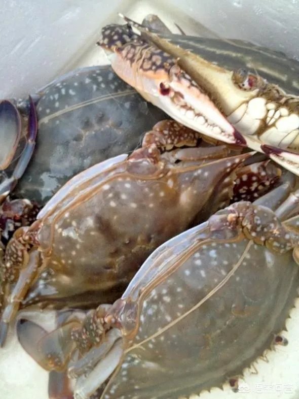 怎么挑选最鲜的海鲜？