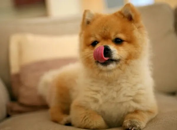 实在放不下！女子花25万成功克隆去世宠物狗，你能接受克隆动物吗？