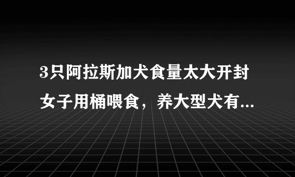 3只阿拉斯加犬食量太大开封女子用桶喂食，养大型犬有哪些注意事项？