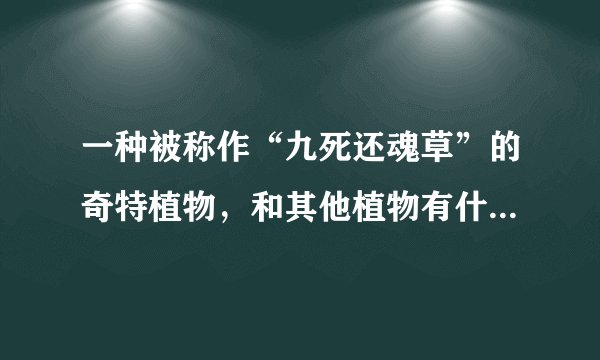 一种被称作“九死还魂草”的奇特植物，和其他植物有什么不同？