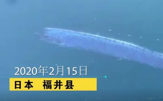 皇带鱼为什么叫地震鱼 皇带鱼能预测地震吗