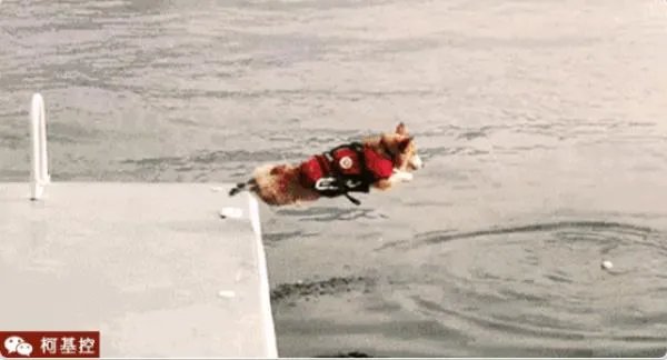 养柯基是怎样一种体验？