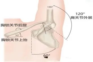 胸廓角度180和60度角度图