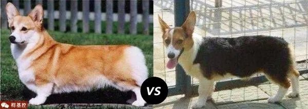 养柯基是怎样一种体验？