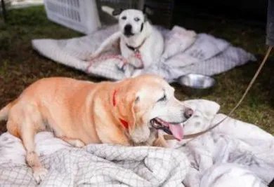 什么猪流感病毒已传染给狗？