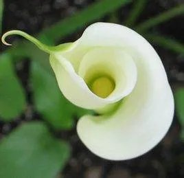 谁知道 马蹄莲花 代表什么意思么？