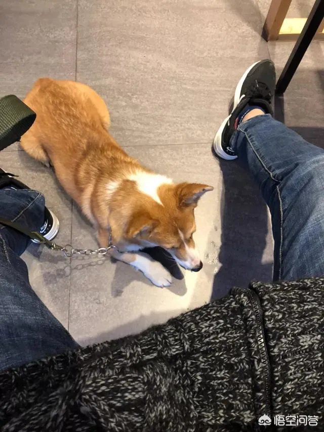 养柯基是怎样一种体验？