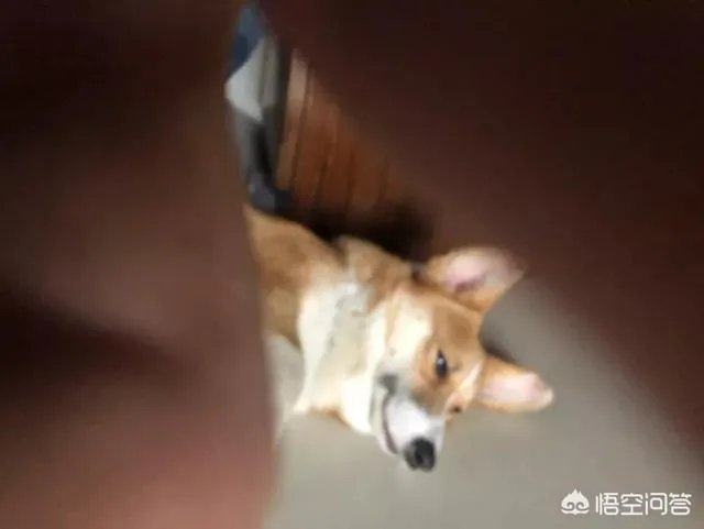 养柯基是怎样一种体验？