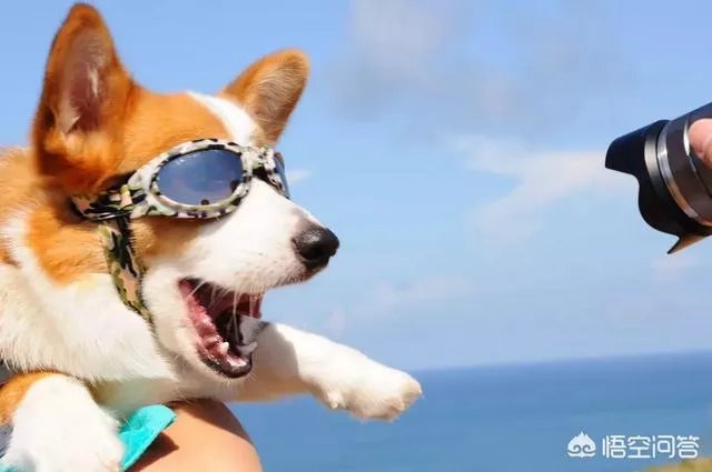 养柯基是怎样一种体验？