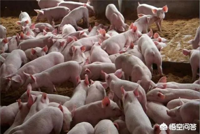 听说广西地区已经没有非洲猪瘟了是真的吗？养殖户现在补栏怎么样？