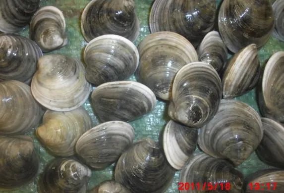 搜鱼网的网站介绍