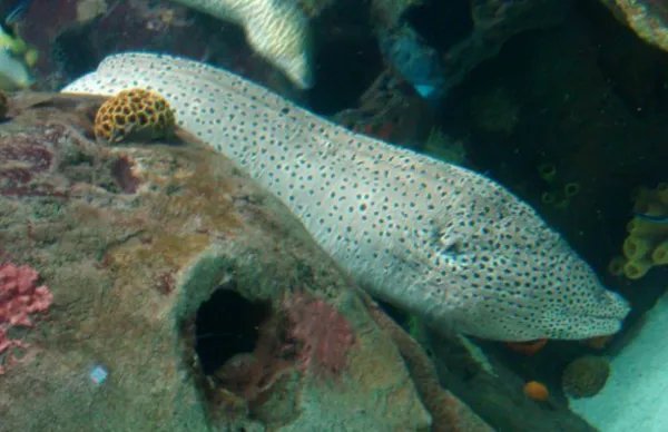 被称为软黄金的鱼类是什么鱼