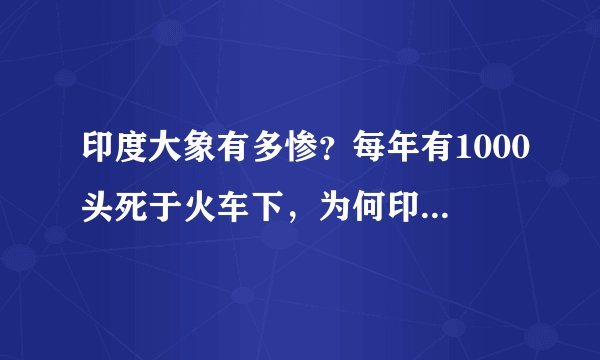 印度大象有多惨？每年有1000头死于火车下，为何印度还不装护栏？