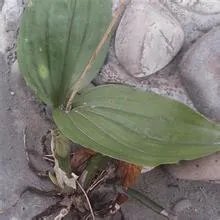 这是什么植物，是贵州地宝兰吗