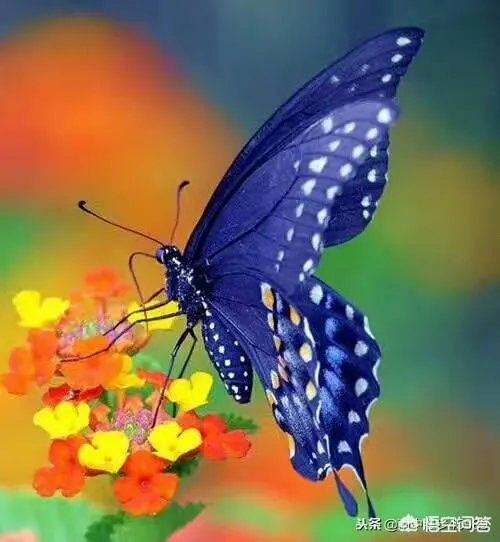 上联，蝉蜕尘埃外。下联怎么对？