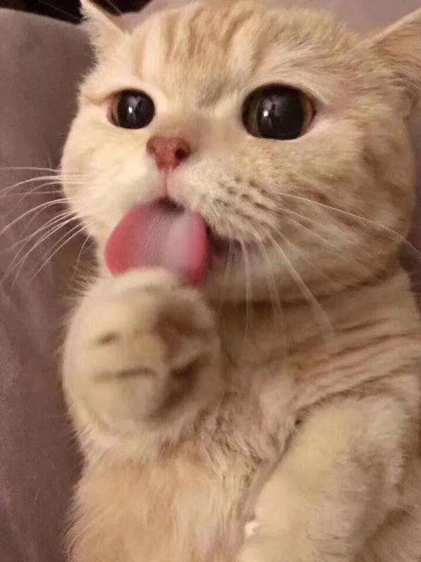 请问国产放心的猫粮品牌有哪些？急急急！！