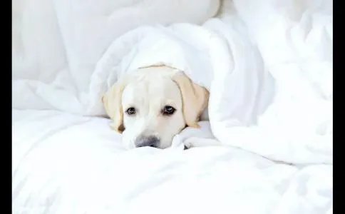 情人节成就（情人节非常适合做的一些事）