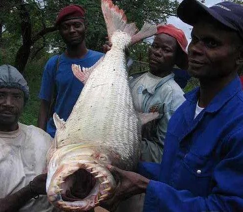 巨型水虎鱼的介绍