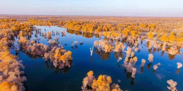 塔里木河胡杨林美如画，如何描述这一美景？