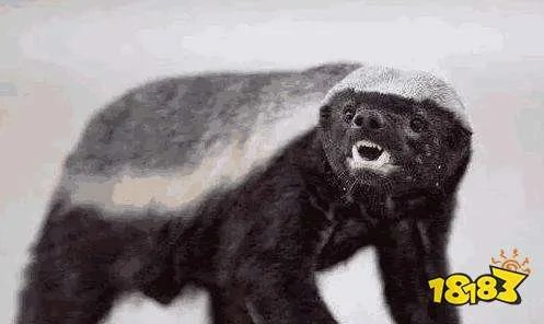 被称为世界上最无所畏惧的动物，人称平头哥的是 兔子 蜜獾