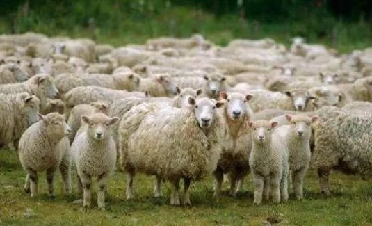 蒙古国称捐赠的羊只想送给湖北，这么做的原因是什么？