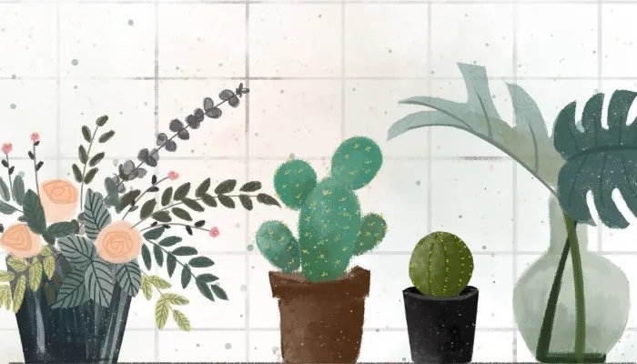 滴水观音的作用  滴水观音有哪些作用