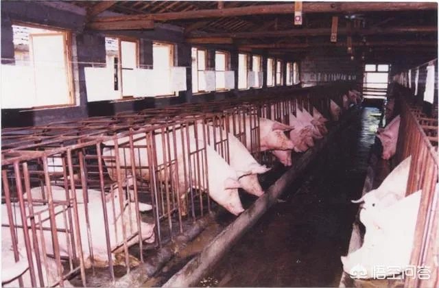 丁磊养猪，腾讯养鹅，大佬们为何“不务正业”？