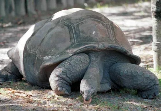 世界上最大的乌龟，象龟重达375公斤（龟中“巨人”）