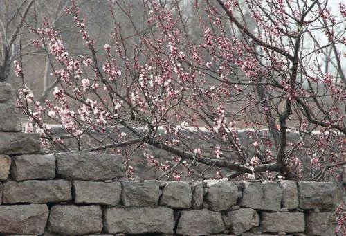 一枝红杏出墙来是什么意思？