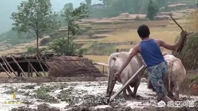 关于农业生产的俗语有哪些？