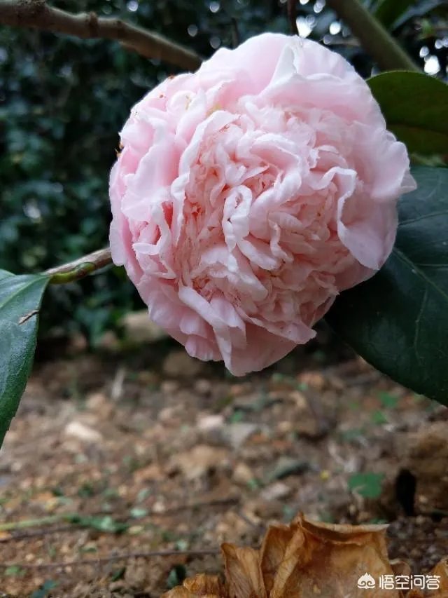 广东佛山的西樵山好玩吗？