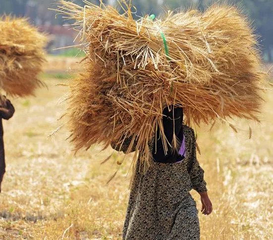 小麦为什么会生长在埃及