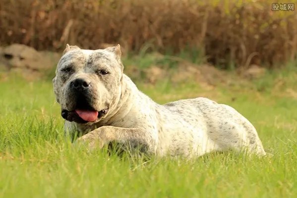 开家宠物店要多少钱 具体费用你算过没有？