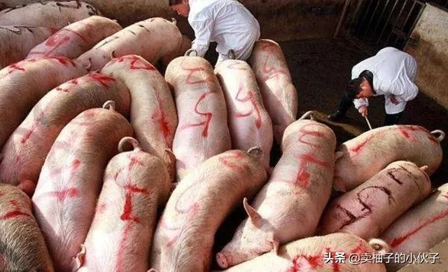 猪价全面暴跌！猪肉降入20元时代，10元猪肉还远吗？