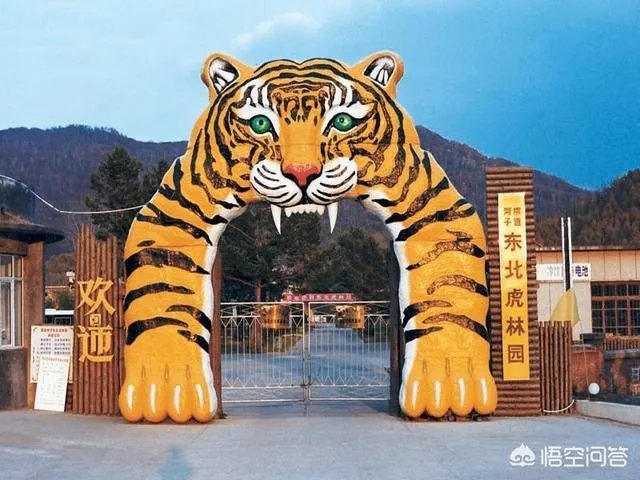哈尔滨的东北虎林园好玩吗？