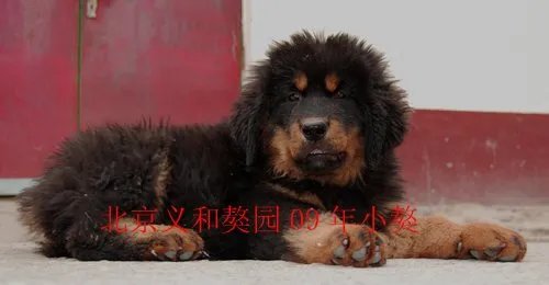 买卖藏獒（12条藏獒全部出售）