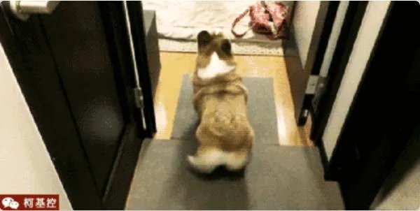 养柯基是怎样一种体验？