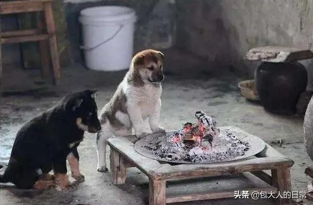关于禁养中华田园犬（俗称土狗）的内容引发热议对此，你怎么看？