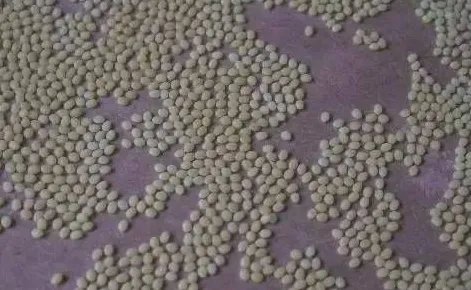 蚕卵里要孵多久才能新生命